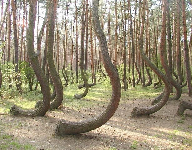 Bosque en Polonia